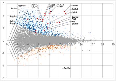 Identification of a New Theca/Interstitial Cell-Specific Gene and Its Biological Role in Growth of Mouse Ovarian Follicles at the Gonadotropin-Independent Stage